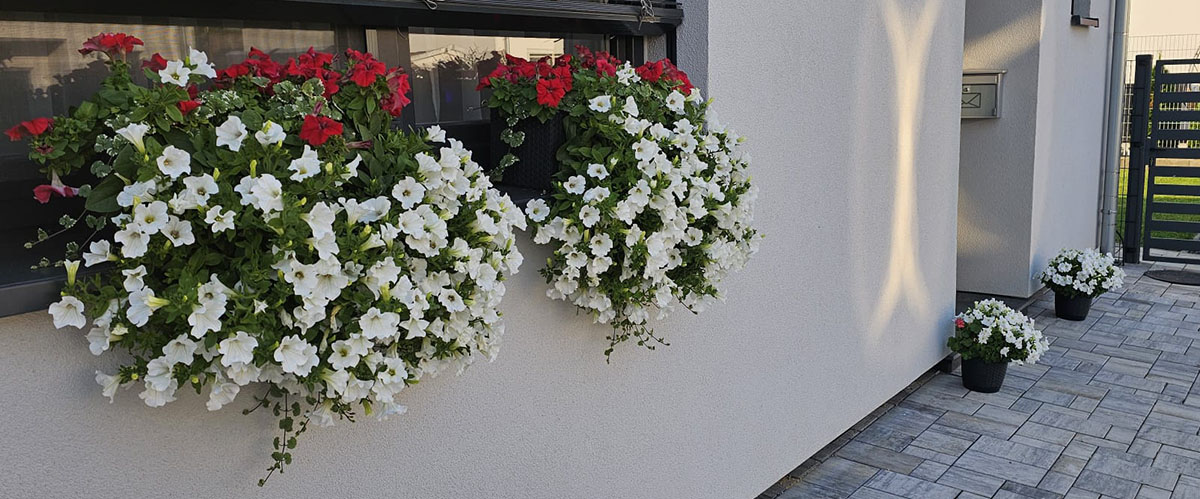 Surfinie 2_cz--cs-CZ